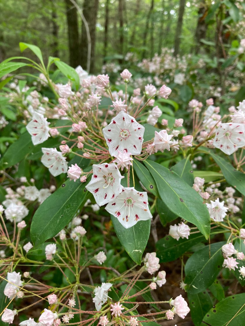 Here’s an excerpt from the poem, “Mountain-Laurel” by the poet, novelist and short story writer Louisa May Alcott, born in 1832 in Philadelphia, Pennsylvania:.“Mountain-Laurel”.My bonnie flower, with truest joy.    Thy welcome face I see,.    The world grows brighter to my eyes,.    And summer comes with thee..    My solitude now finds a friend,.    And after each hard day,.    I in my mountain garden walk,.    To rest, or sing, or pray...    All down the rocky slope is spread.    Thy veil of rosy snow,.    And in the valley by the brook,.    Thy deeper blossoms grow..    The barren wilderness grows fair,.    Such beauty dost thou give;.    And human eyes and Nature’s heart.    Rejoice that thou dost live.